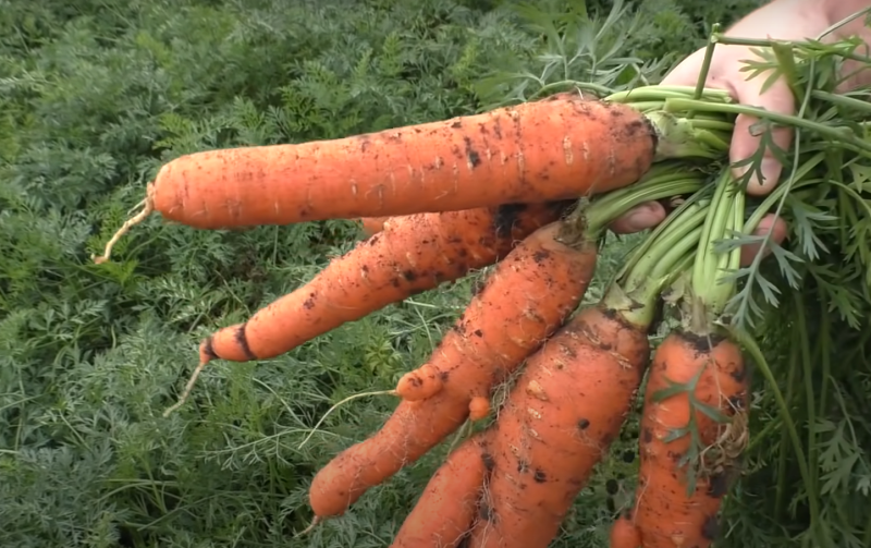 Коли ж Harvest моркву, щоб вона довго залишалася свіжою: рекомендації від досвідчених кухарок