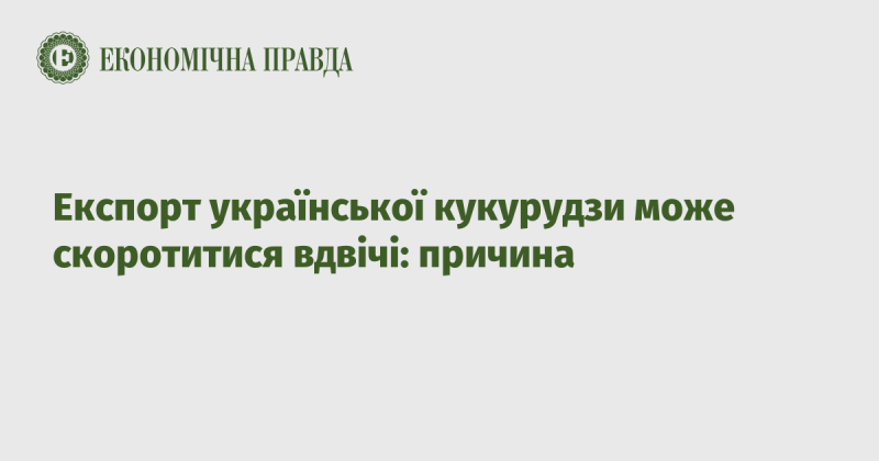 Експорт кукурудзи з України може знизитися вдвічі: причини цього явища.