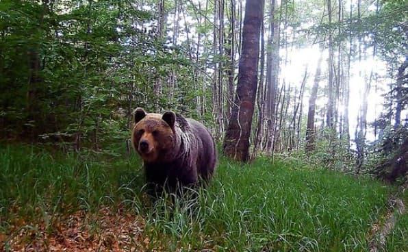 В Словаччині ведмідь завдав смертельних травм чоловікові.